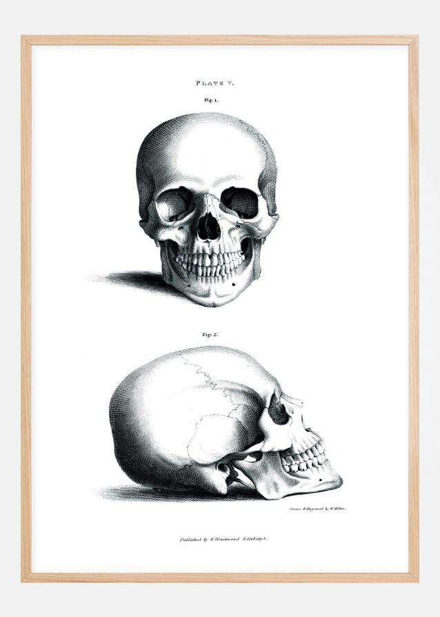 Skull 1880 - Plakat