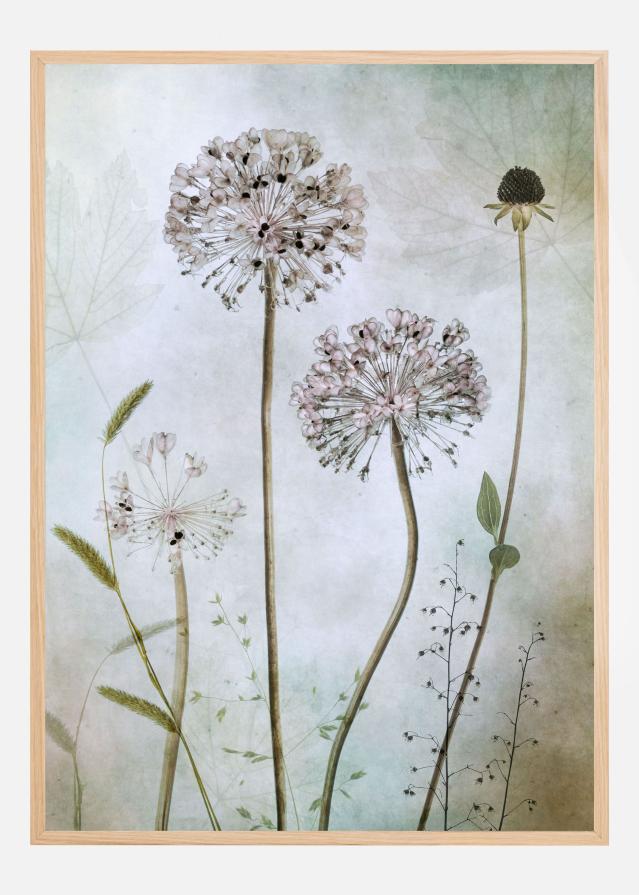 Allium Plakat