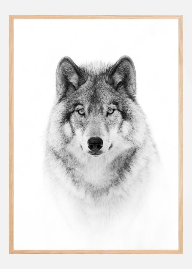 Portrait of a Timber Wolf Plakat