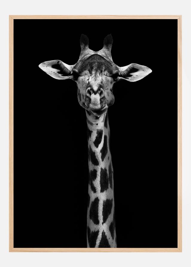 Giraffe Portrait Plakat