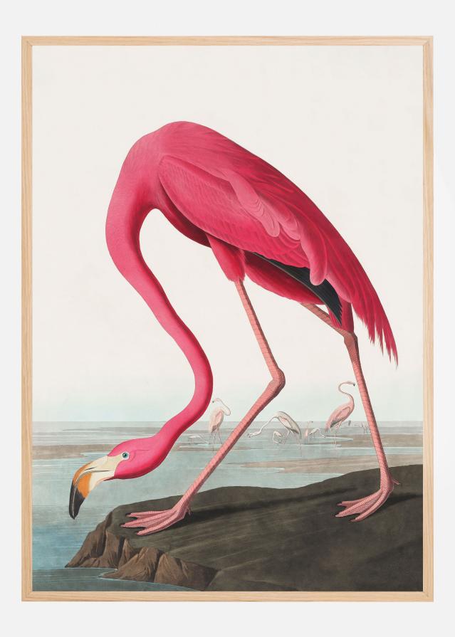 Pink Flamingo Ii From Birds of America (1827) Plakat