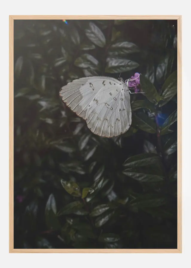 Butterfly Plakat