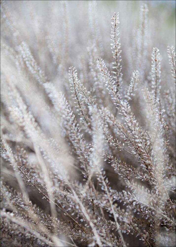 Frosty Grass Plakat