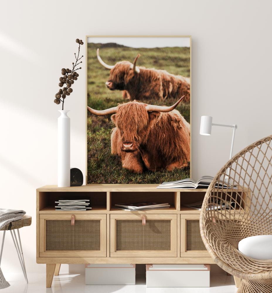 Highland Cattle Plakat