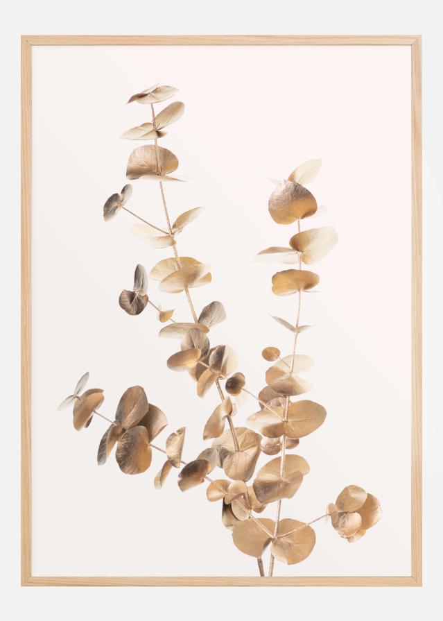 Eucalyptus Gold II Plakat