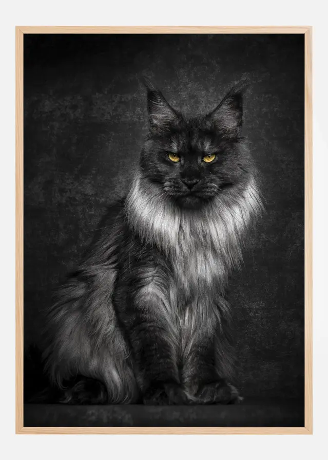 Maincoon Plakat