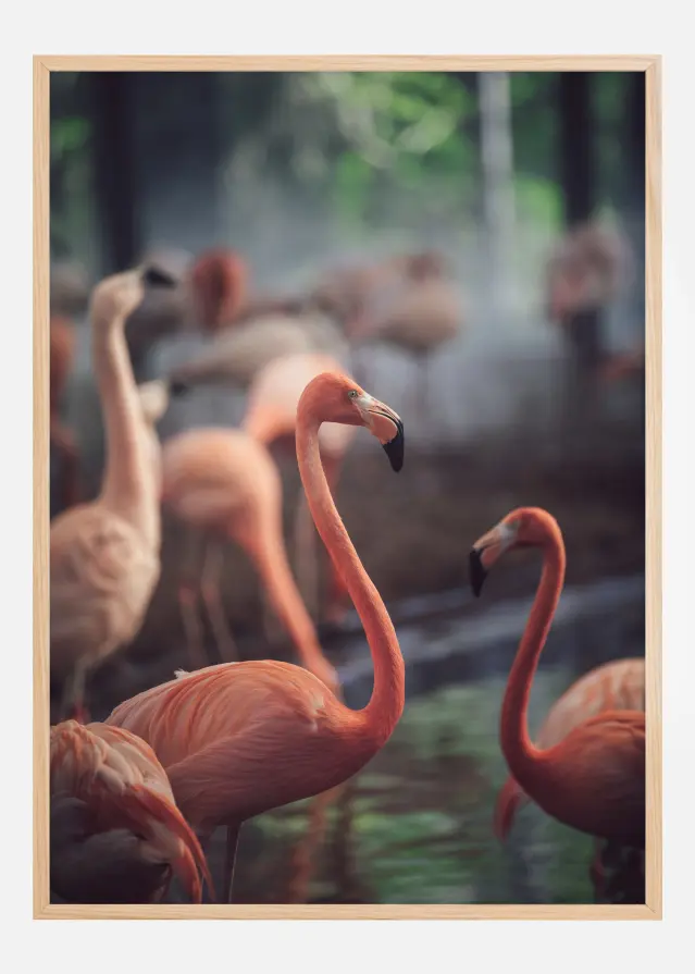 Flamingo Plakat