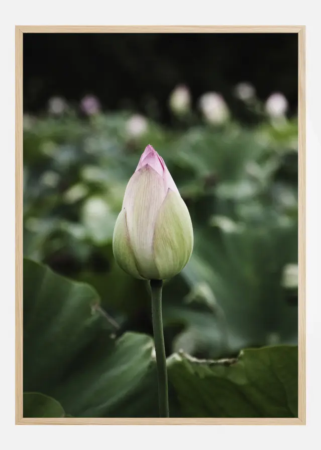 Peony Field Plakat