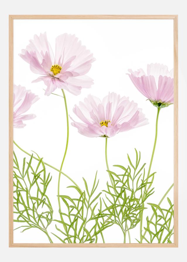 Cosmos Cupcake Plakat