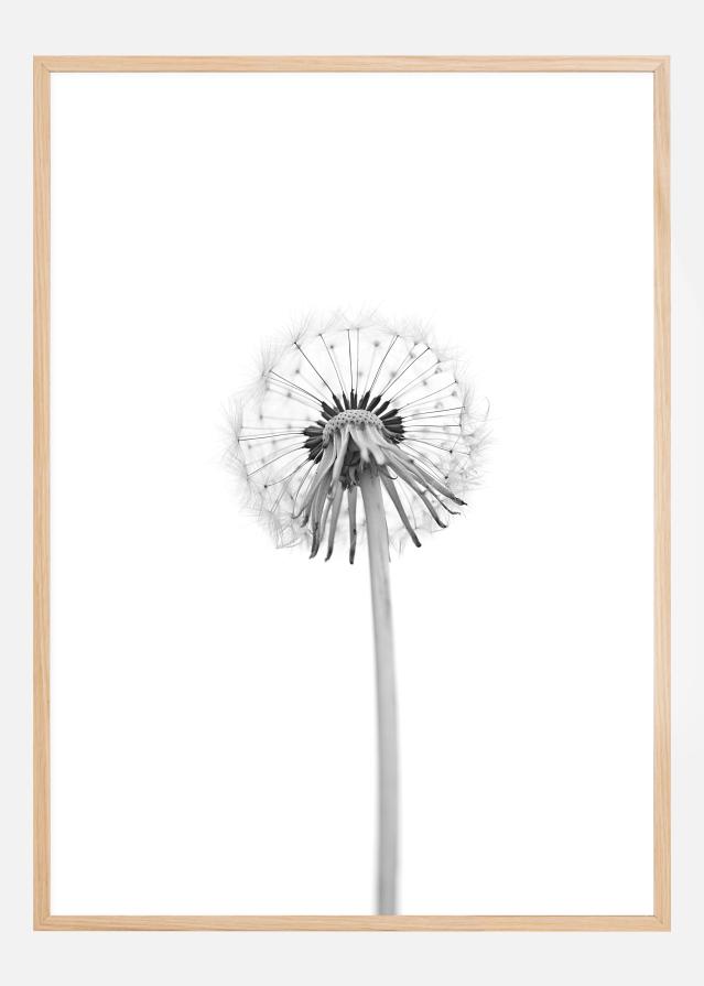 Dandelion Plakat