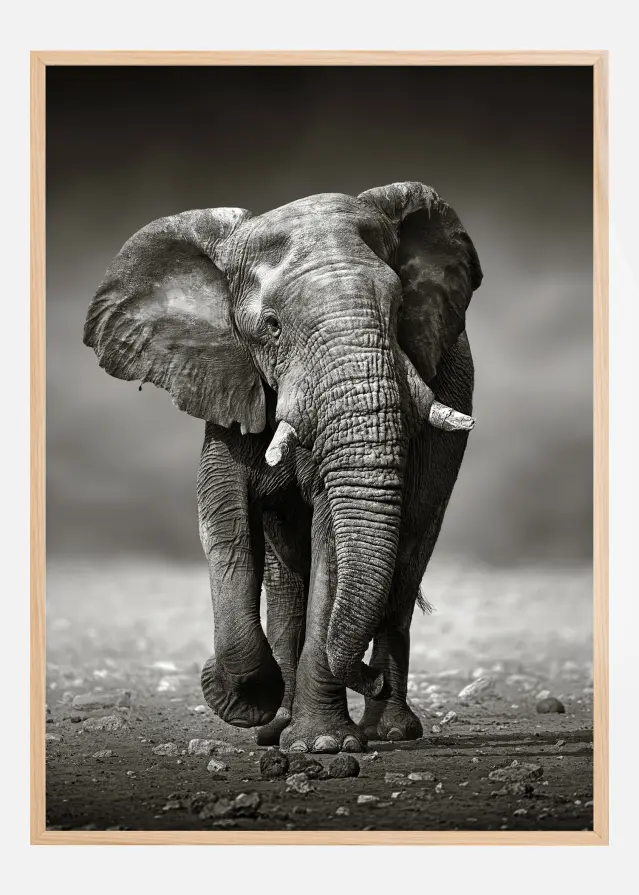 Walking Elephant Plakat