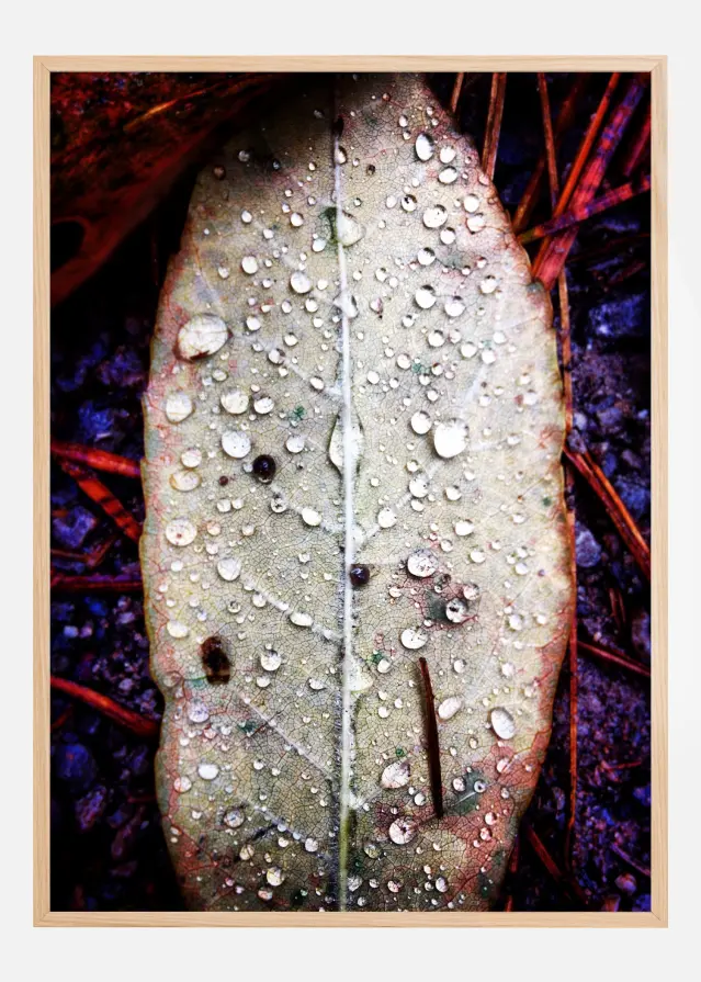 Water On Leaf Plakat