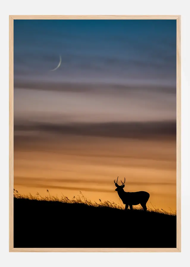 Deer In Sunset Plakat