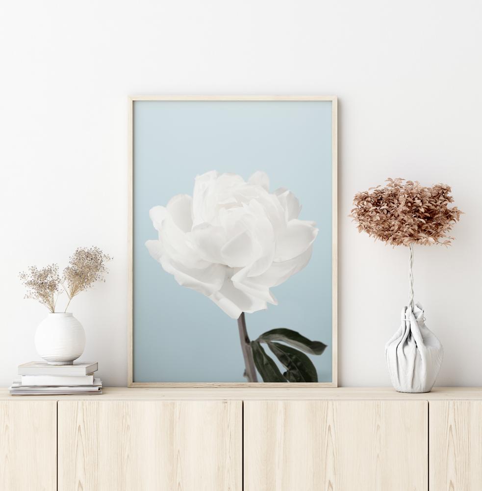 Peony Plakat