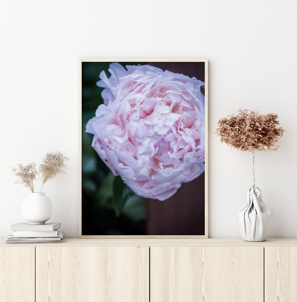 Peony I Plakat